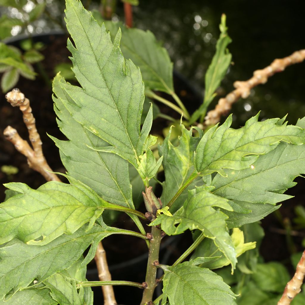 Fraxinus angustifolia Heterophylla Laciniata - Frêne à feuilles étroites