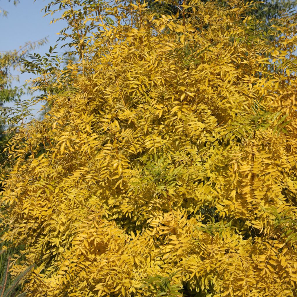 Fraxinus excelsior Allgold - Frêne commun