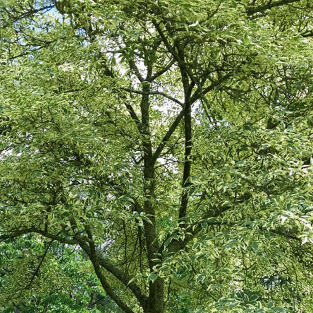 Frêne commun panaché - Fraxinus excelsior Argenteovariegata