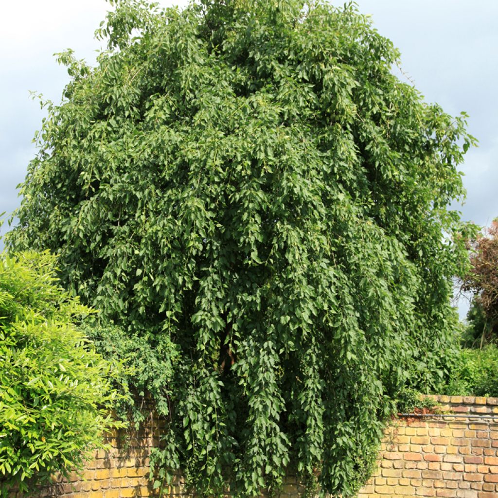 Fraxinus excelsior Heterophylla Pendula - Frêne pleureur