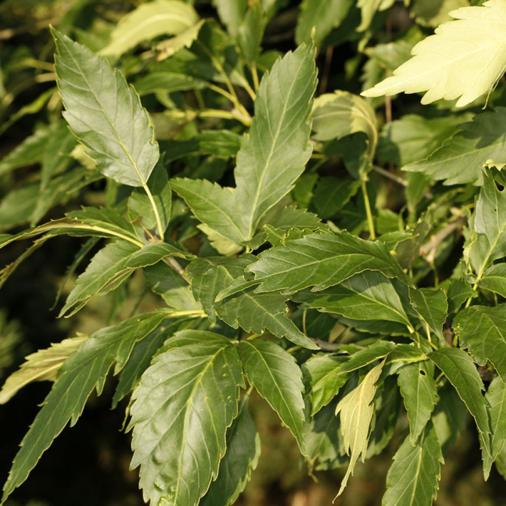 Fraxinus excelsior Zygmunt Krasiński - Frêne commun