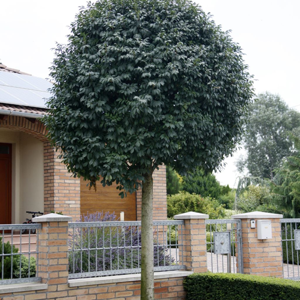 Fraxinus ornus Meczek - Frêne à fleurs