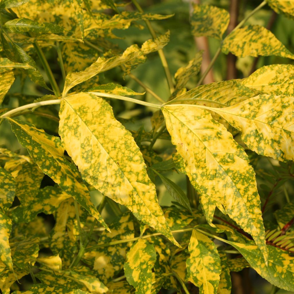 Fraxinus pennsylvanica Aucubifolia - Frêne de Pennsylvanie