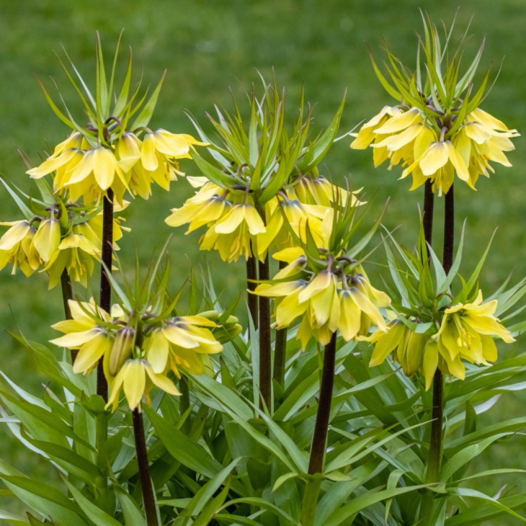 Fritillaire imperialis Early Sensation - Couronne impériale