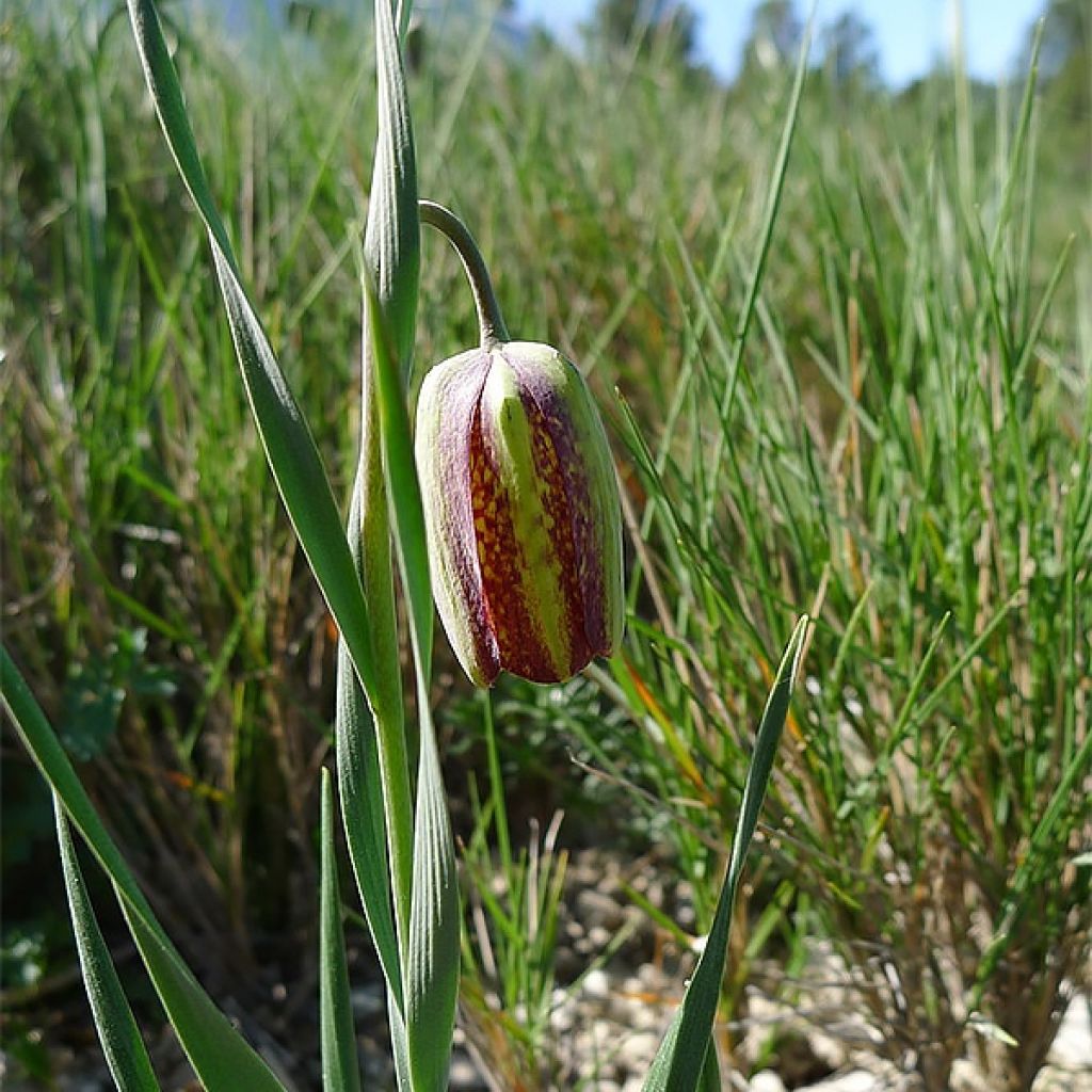 Fritillaria crassifolia ssp crassifolia - Fritillaire botanique