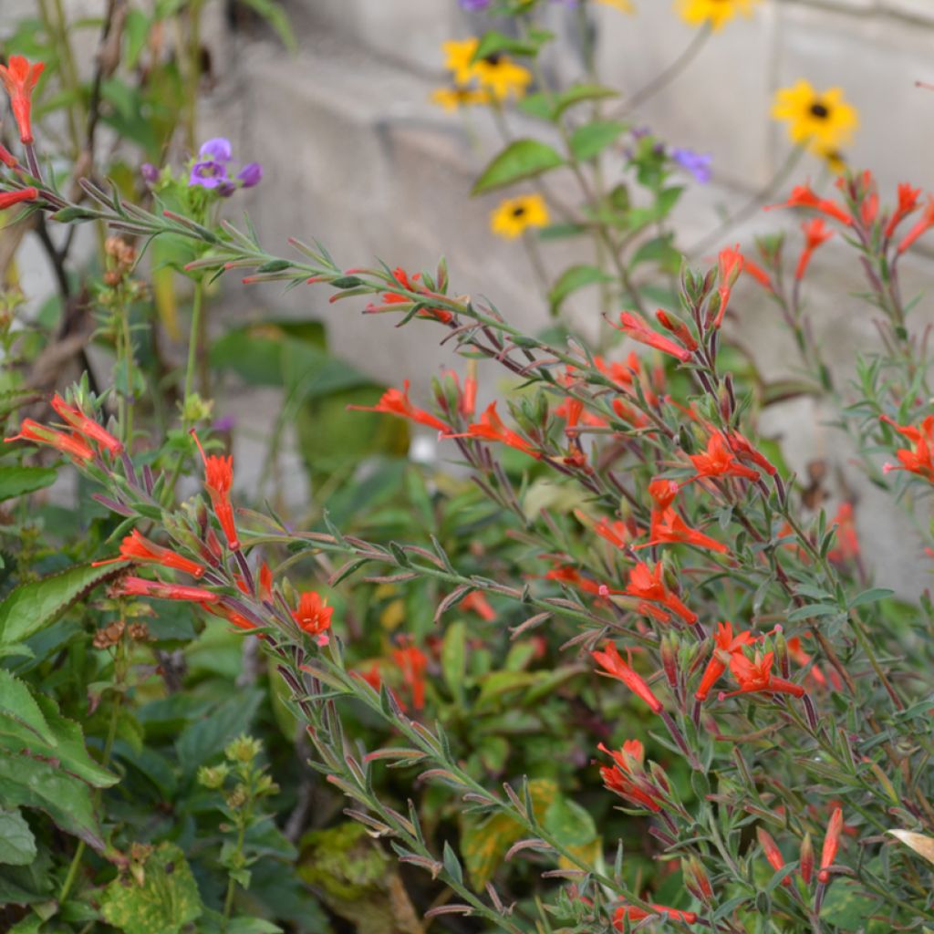 Fuchsia de Californie Dublin  - Epilobium canum