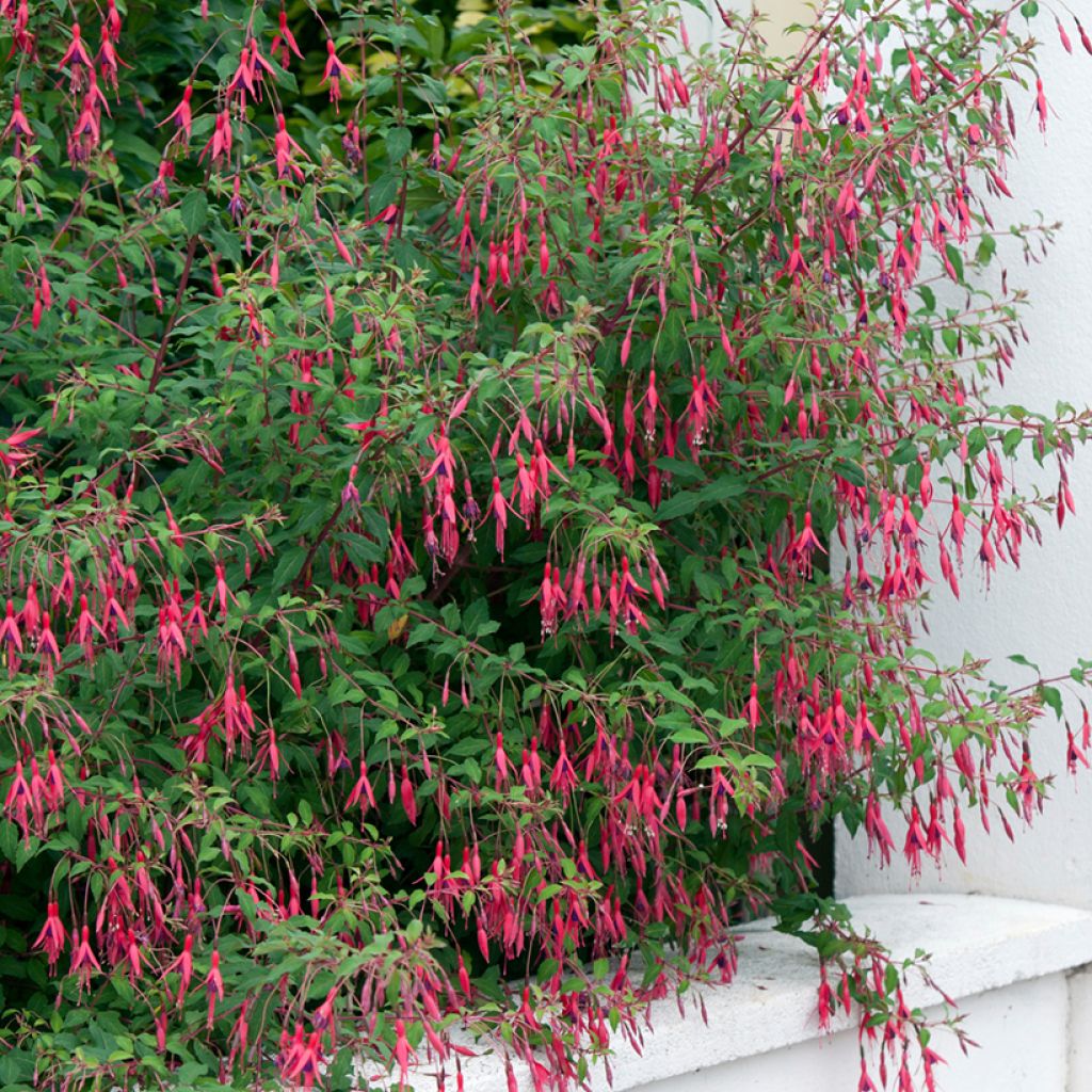 Fuchsia magellanica Riccartonii - Fuchsia de Magellan