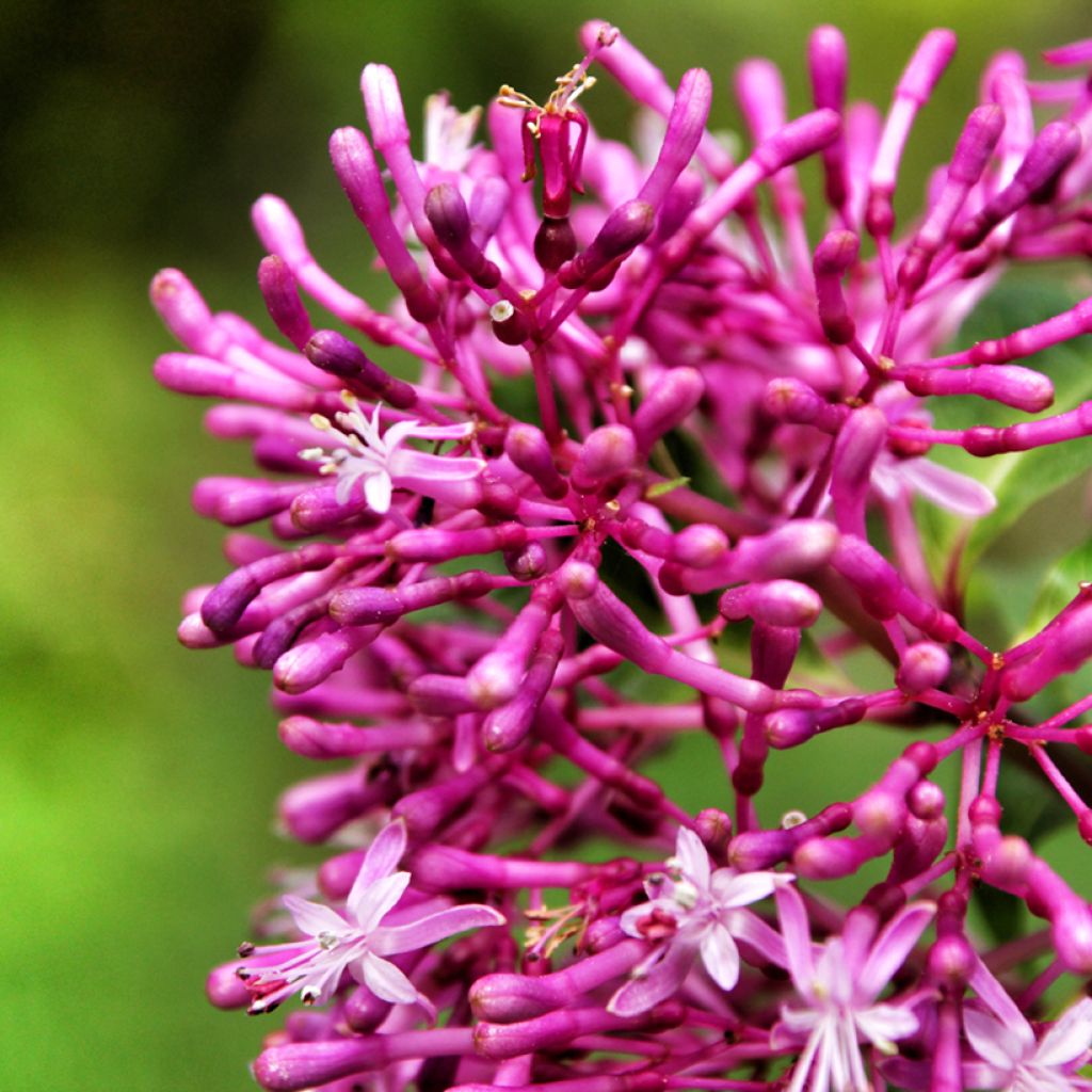 Fuchsia paniculata