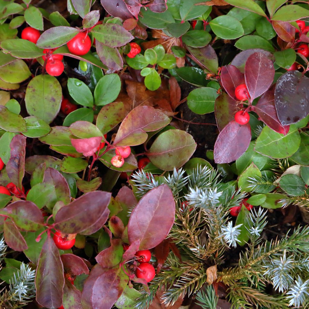 Gaultheria procumbens Big Berry - Gaulthérie couchée