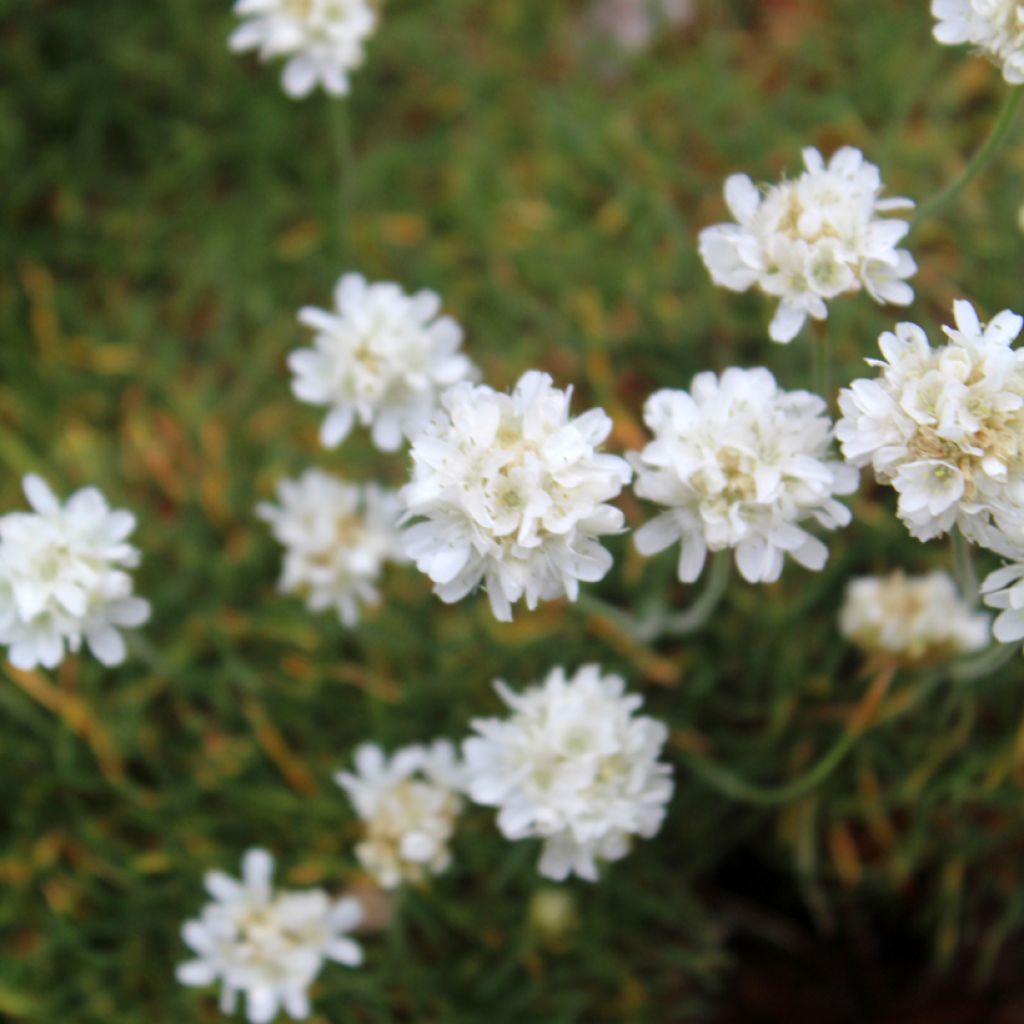 Gazon d'Espagne blanc, Armeria Maritima alba