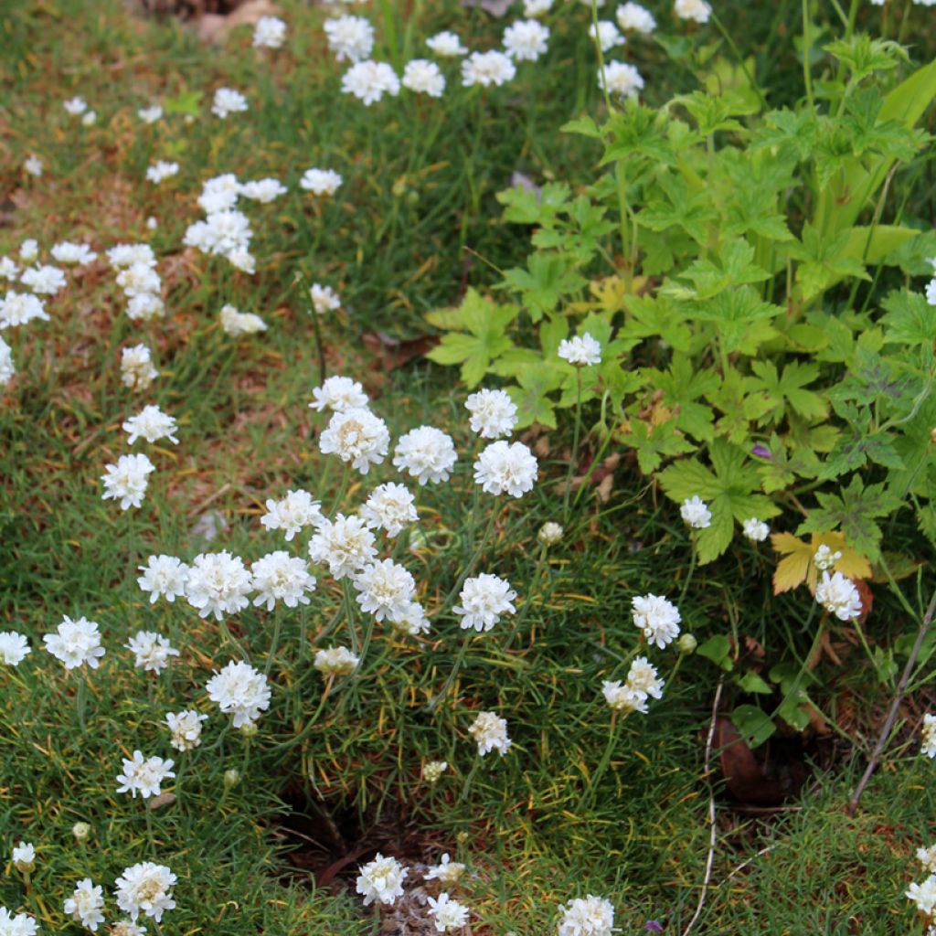 Gazon d'Espagne blanc, Armeria Maritima alba