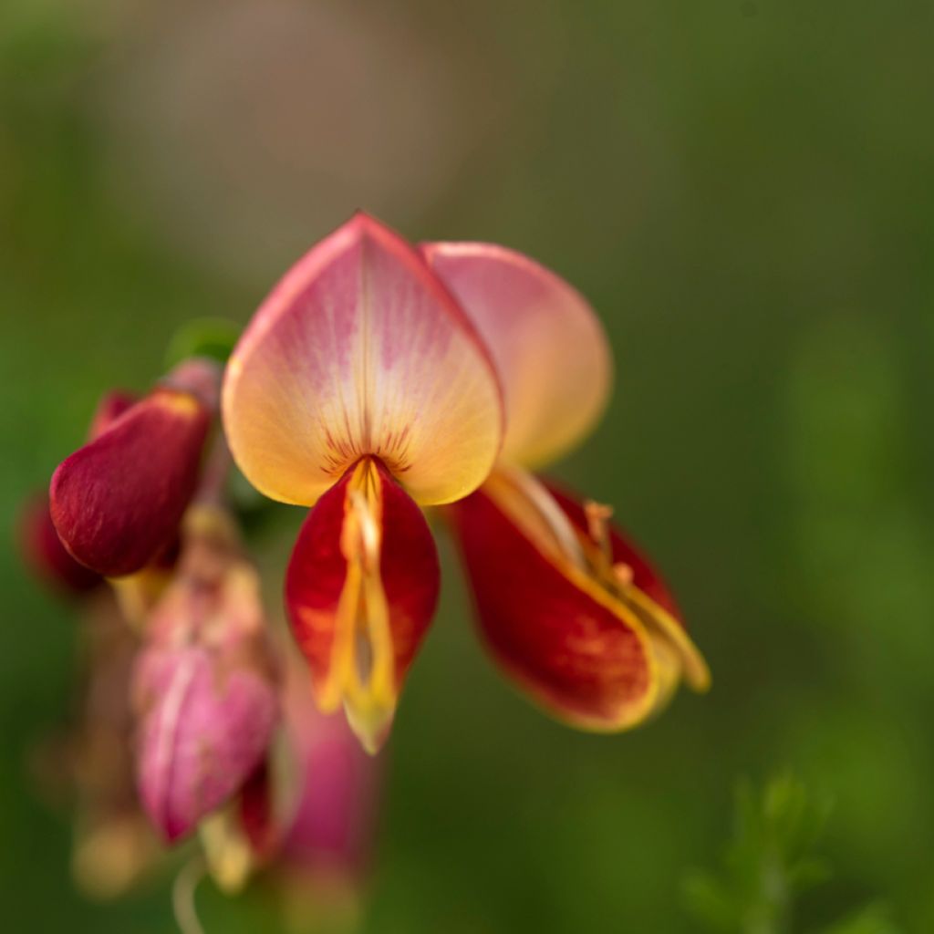 Genêt à balais - Cytisus scoparius Lena