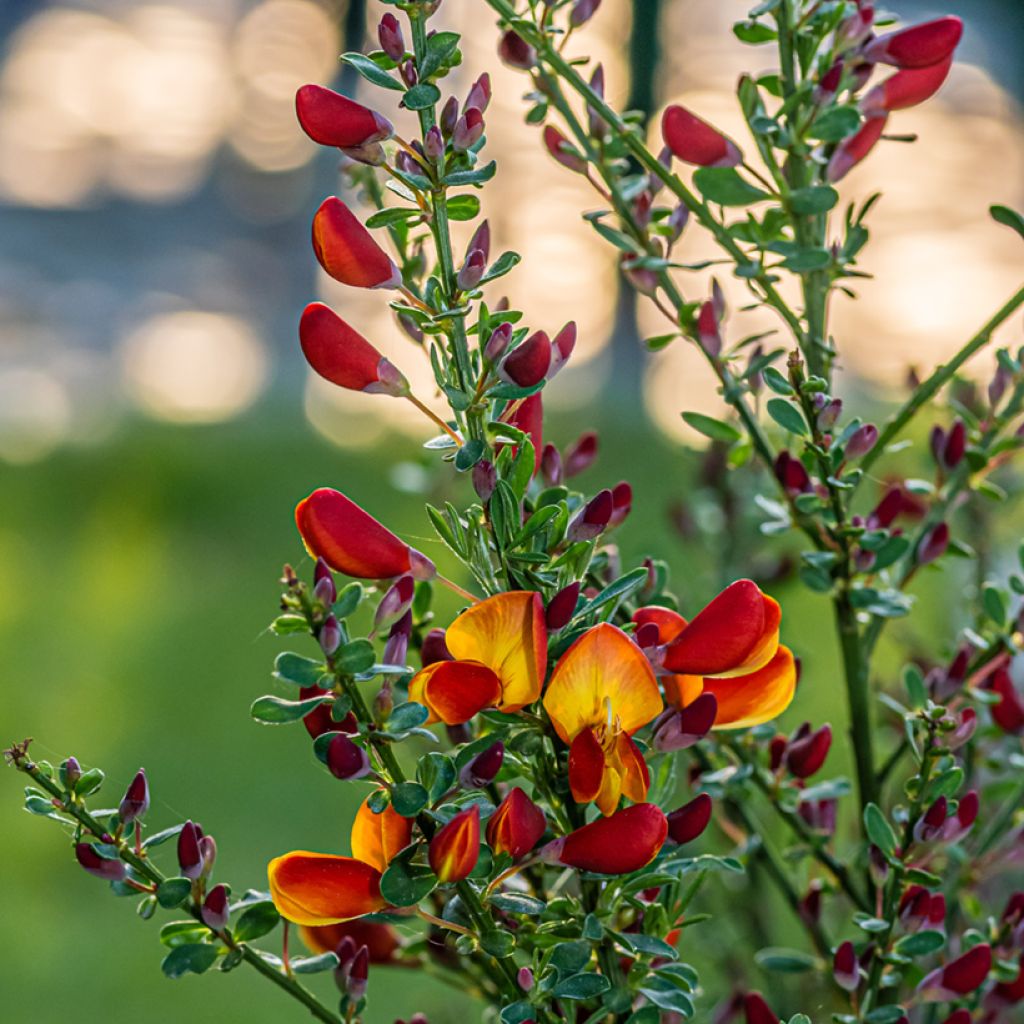 Genêt à balais - Cytisus scoparius Lena