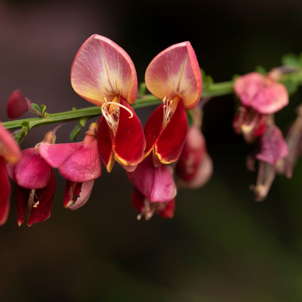 Genêt à balais - Cytisus scoparius Lena