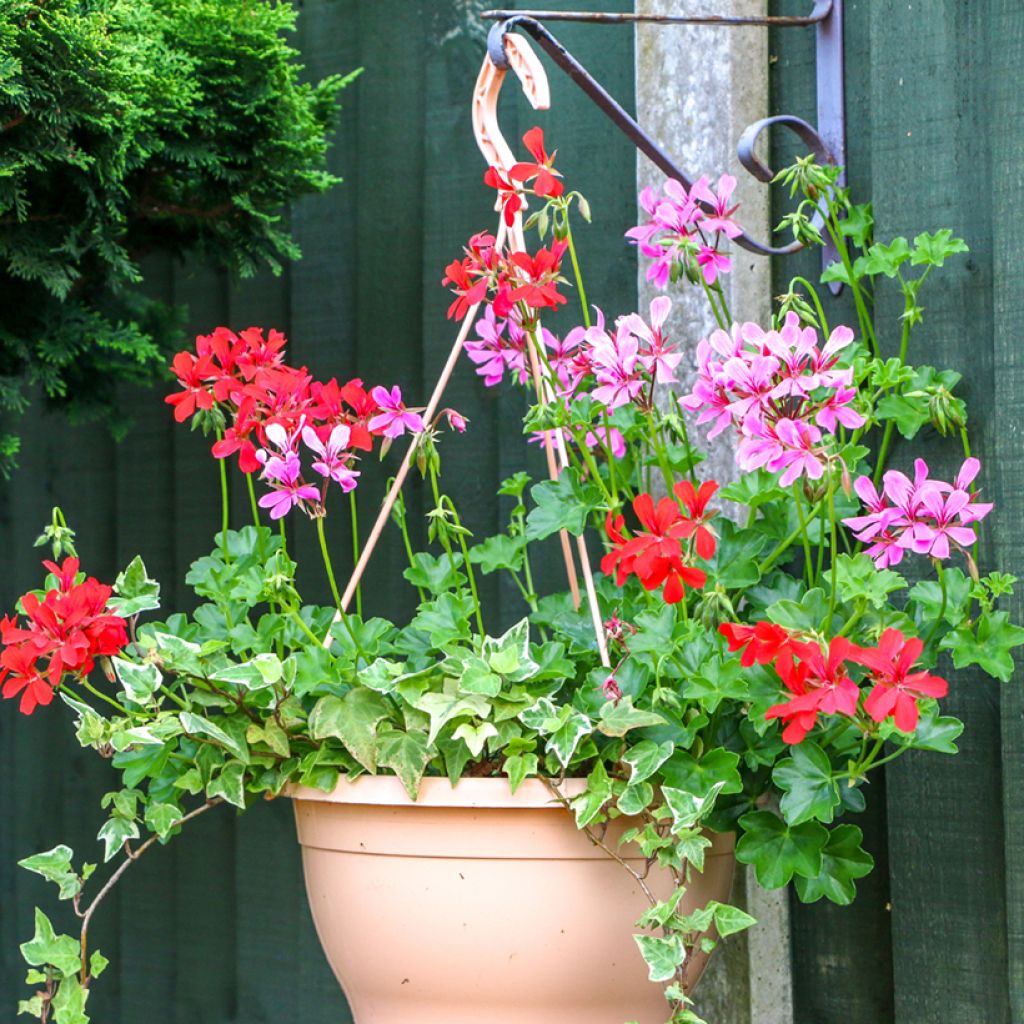 Géranium-lierre Roi des Balcons rose lilas