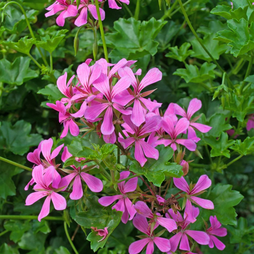 Géranium-lierre Roi des Balcons rose lilas