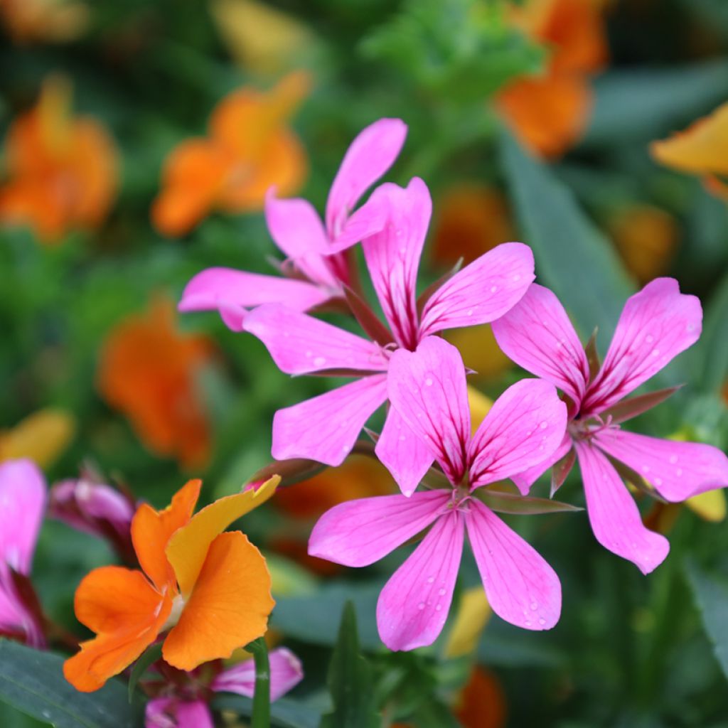 Géranium-lierre Roi des Balcons rose lilas