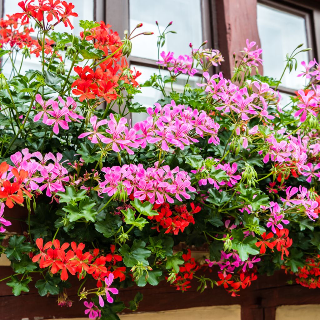 Géranium-lierre Roi des Balcons rose lilas