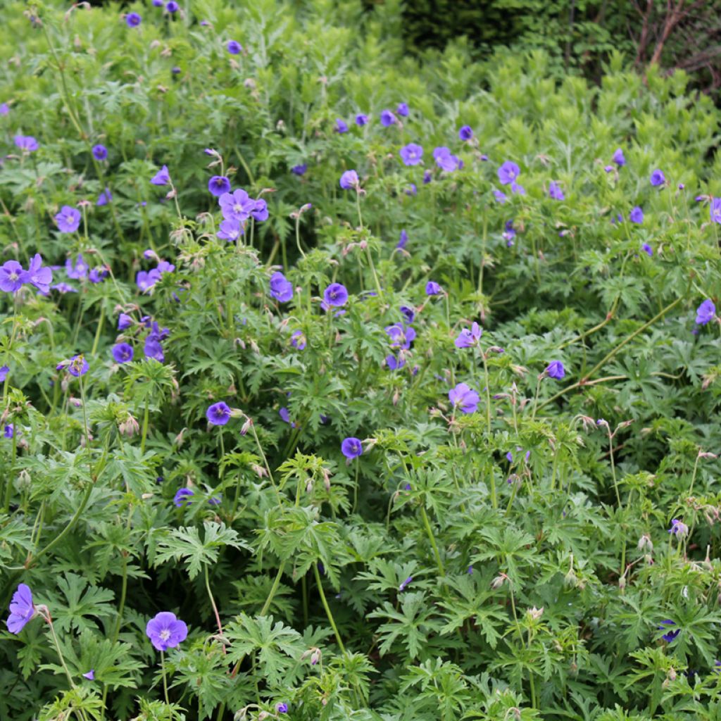 Géranium vivace Brookside - Géranium vivace hybride bleu 