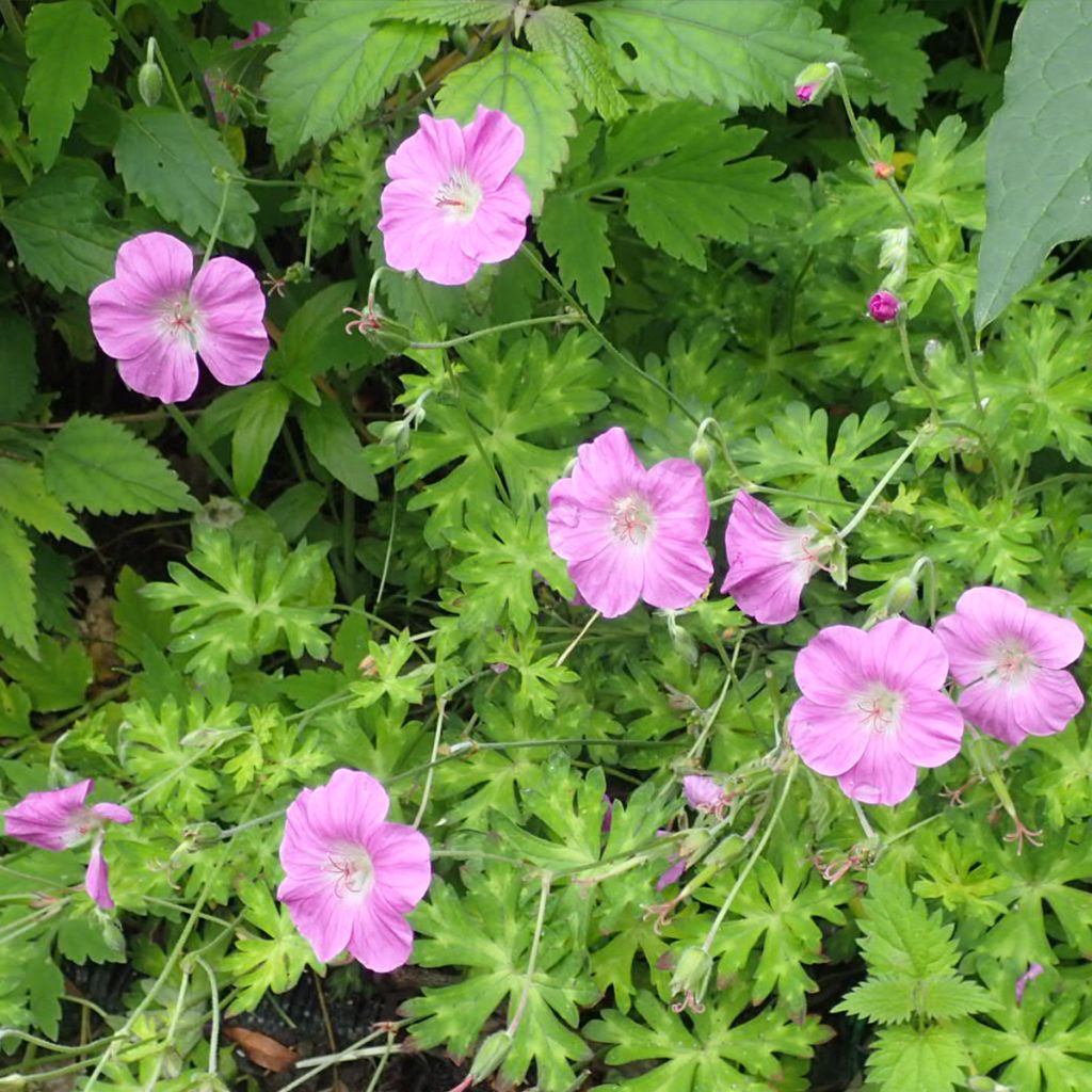 Géranium vivace orientalitibeticum