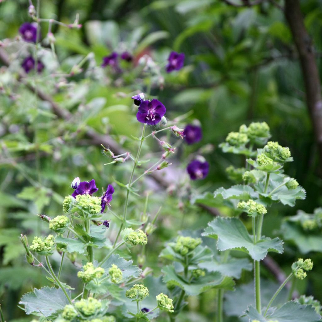 Geranium vivace phaeum Raven - Géranium vivace livide