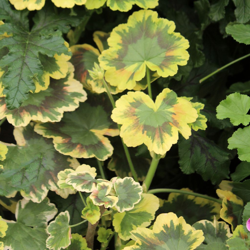 Géranium zonale Mrs Pollock - Pelargonium fantaisie 