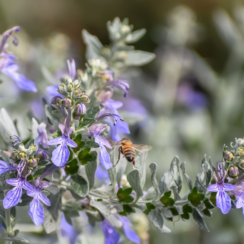 Germandrée arbustive - Teucrium fruticans