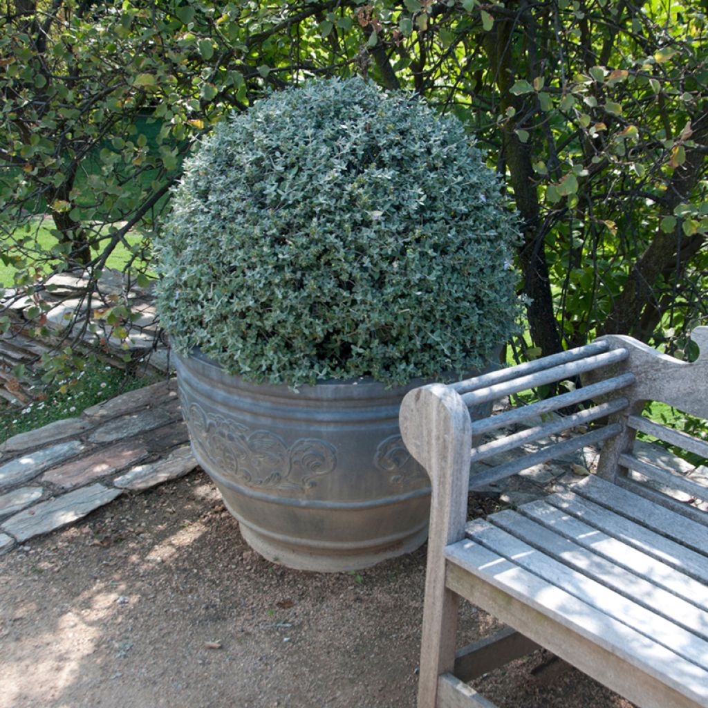 Germandrée arbustive - Teucrium fruticans