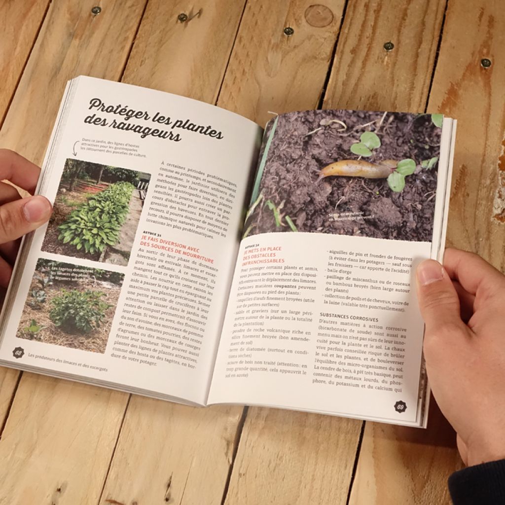 Gestion écologique des limaces et des escargots au jardin