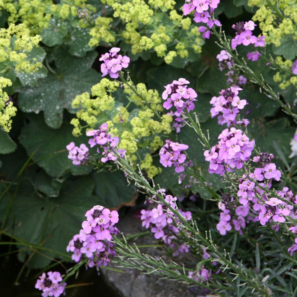 Giroflée arbustive - Erysimum Bowles Mauve