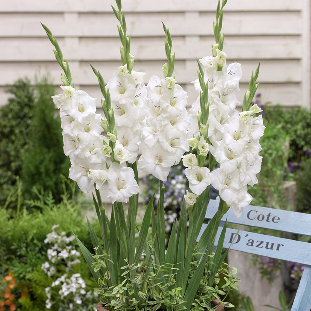 Glaïeul à grandes fleurs Glamini Blondy