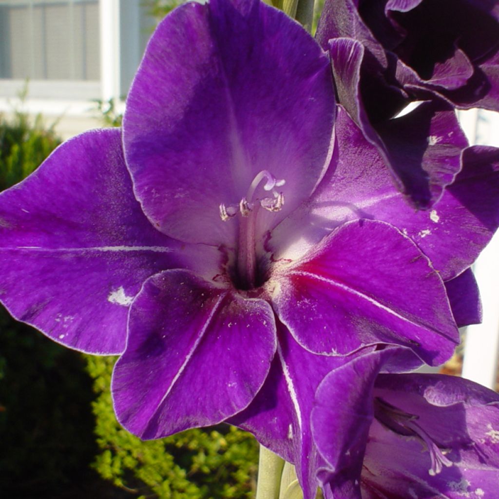 Glaïeul à grandes fleurs Deep Purple