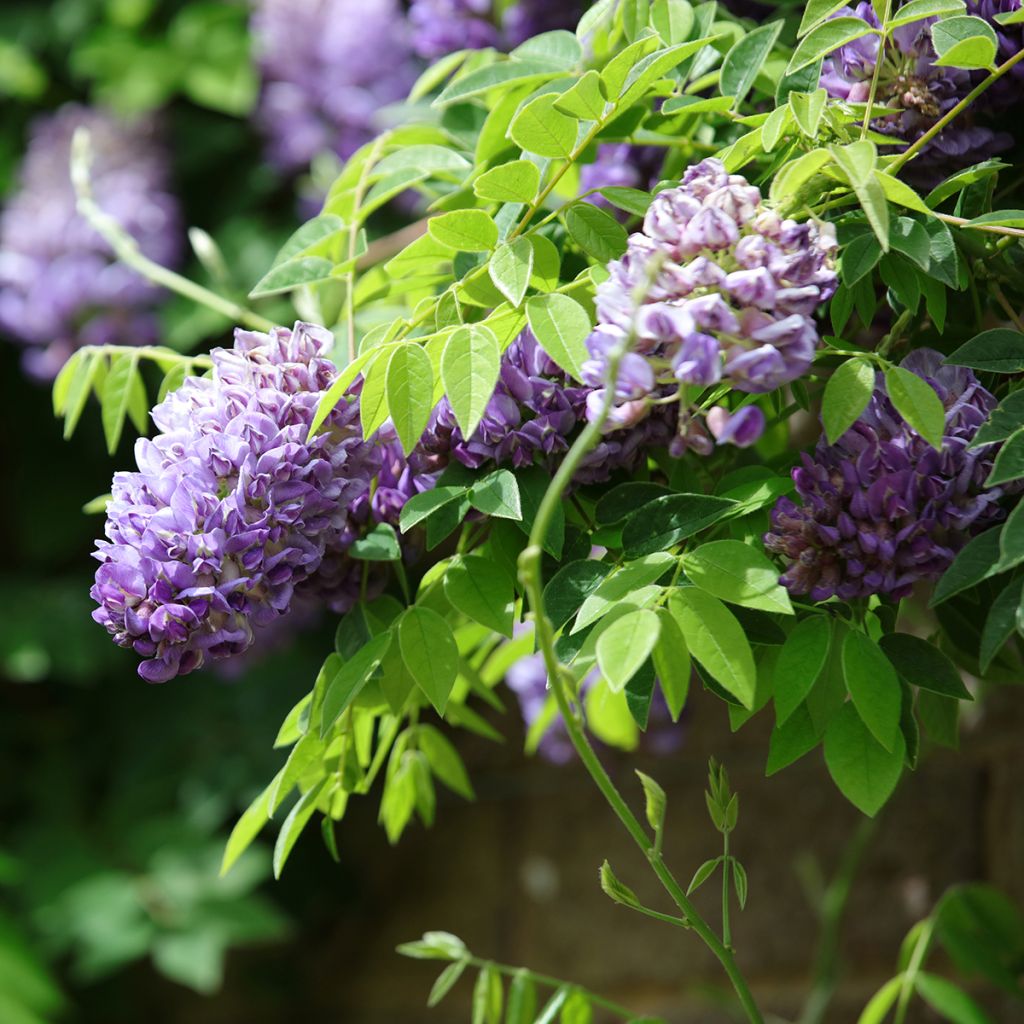 Glycine - Wisteria frutescens Longwood Purple