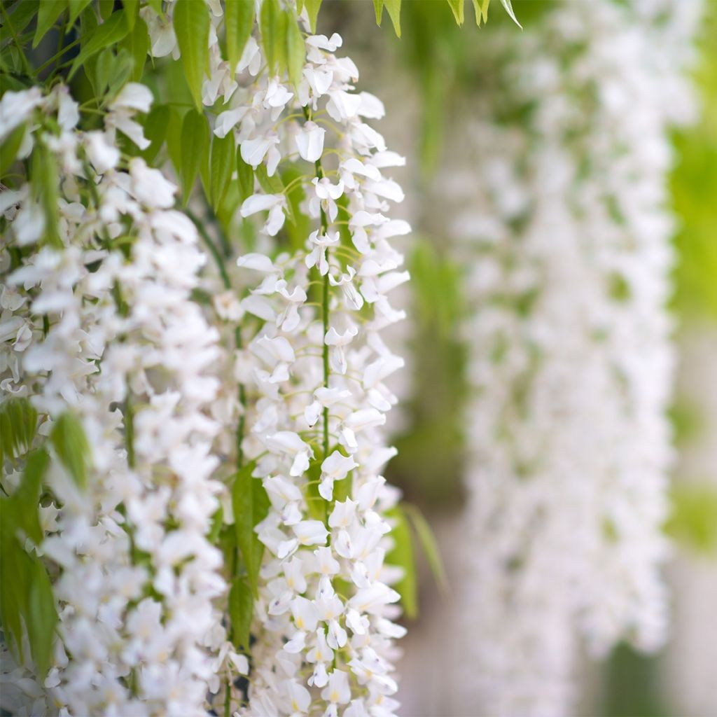 Glycine - Wisteria macrostachya Clara Mack