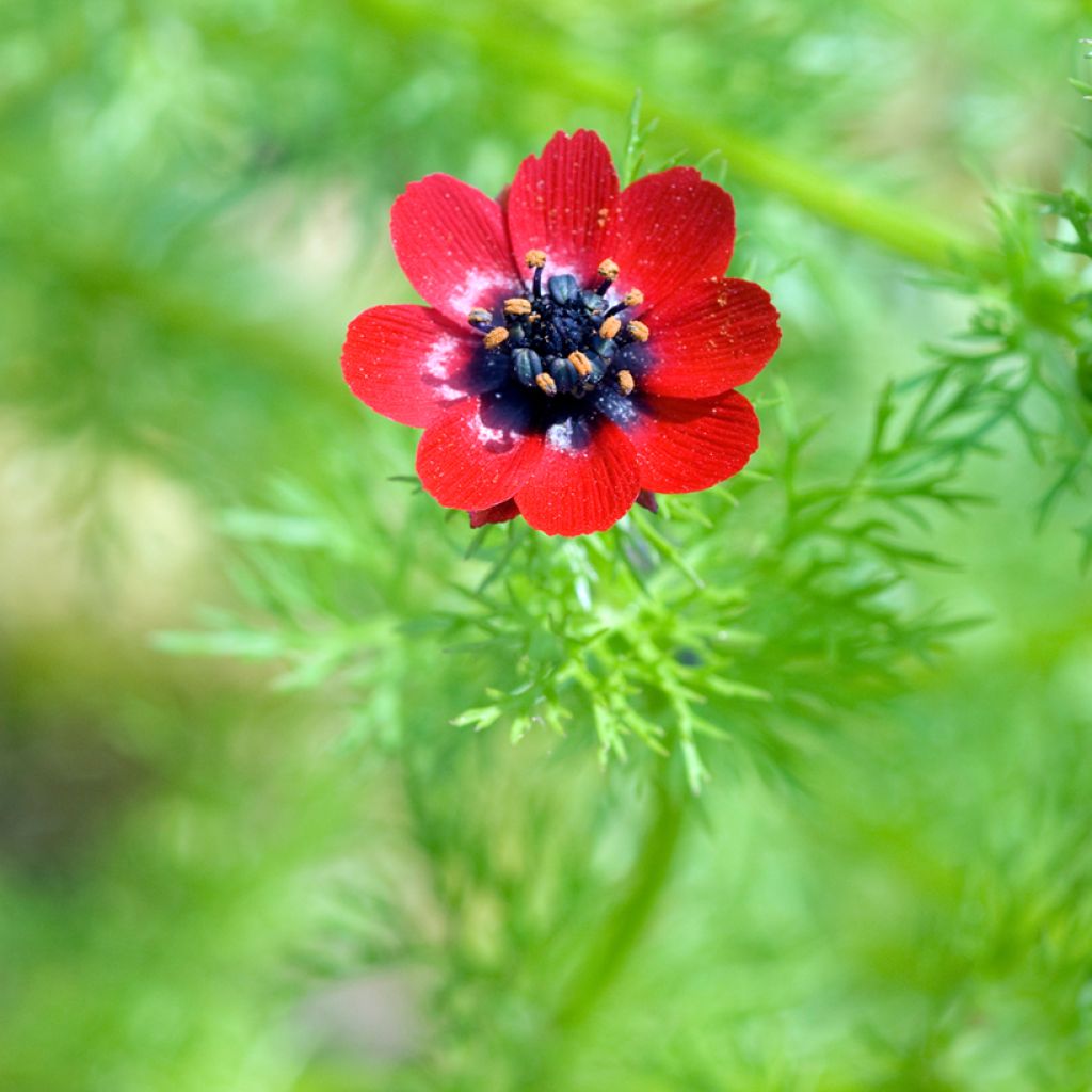 Graines d'Adonis d'été - Goutte-de-sang