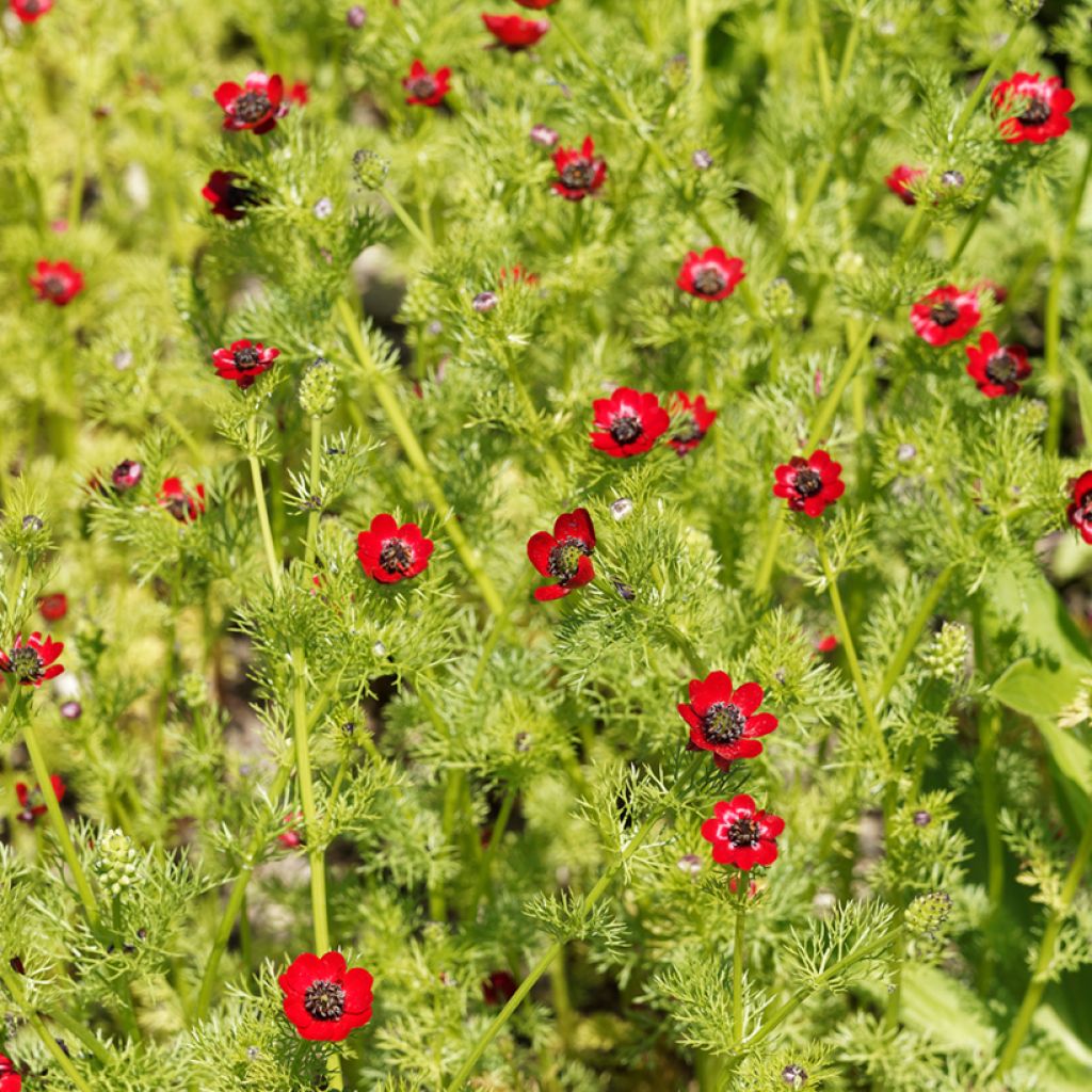 Graines d'Adonis d'été - Goutte-de-sang