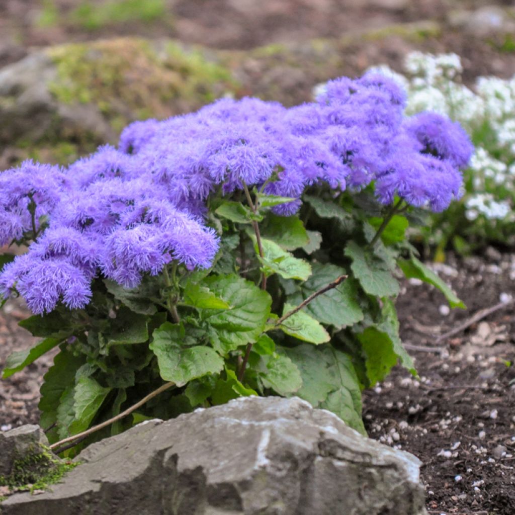 Graines d'Agératum du Mexique Blue Mink