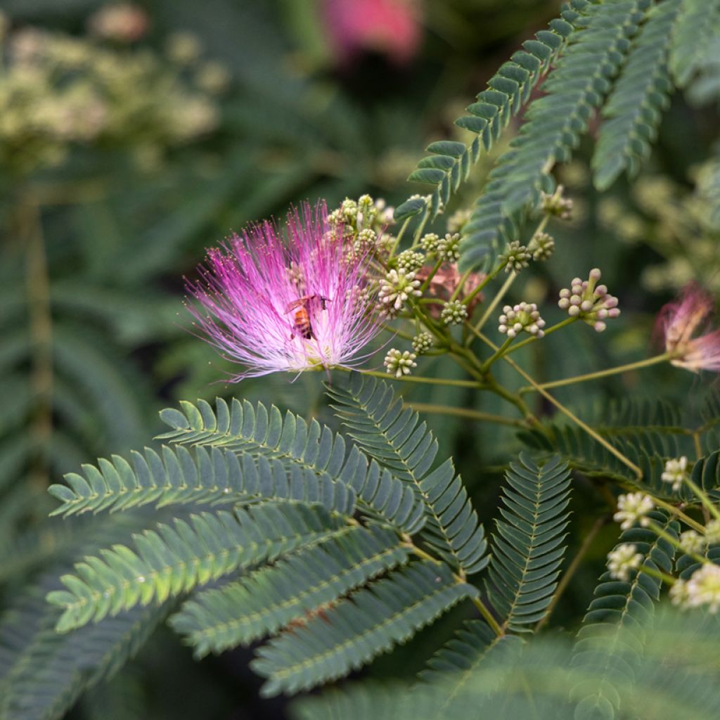 Graines d'Albizia julibrissin - Arbre à soie