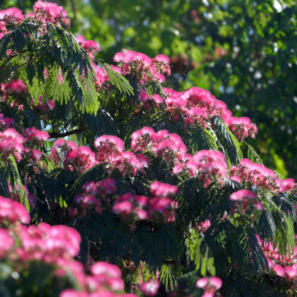 Graines d'Albizia julibrissin - Arbre à soie