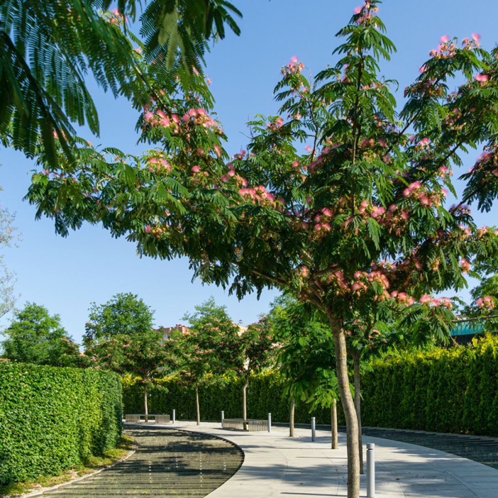 Graines d'Albizia julibrissin - Arbre à soie