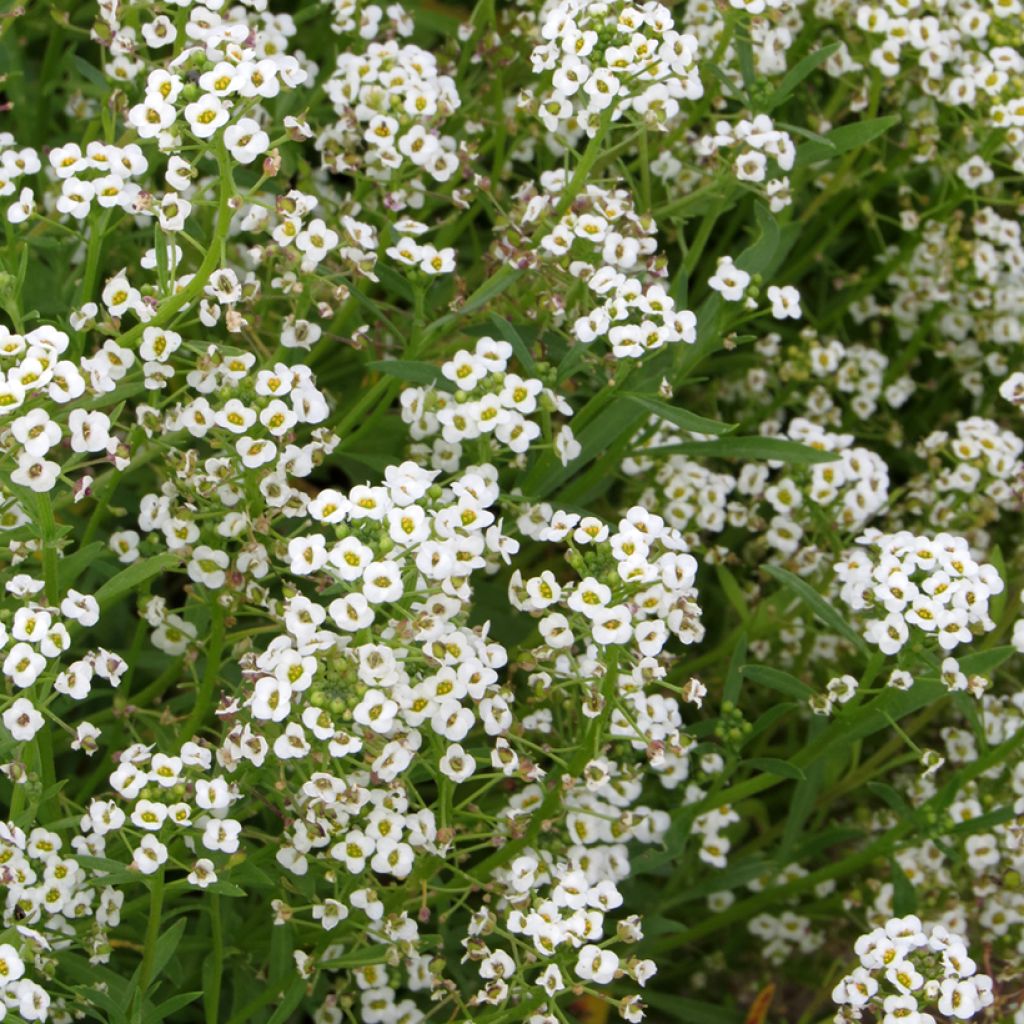 Graines d'Alysse odorant Snowcloth - Lobularia maritima