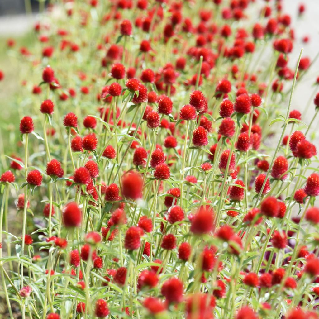 Graines d'Amarantine Strawberry Fields - Gomphrena haageana