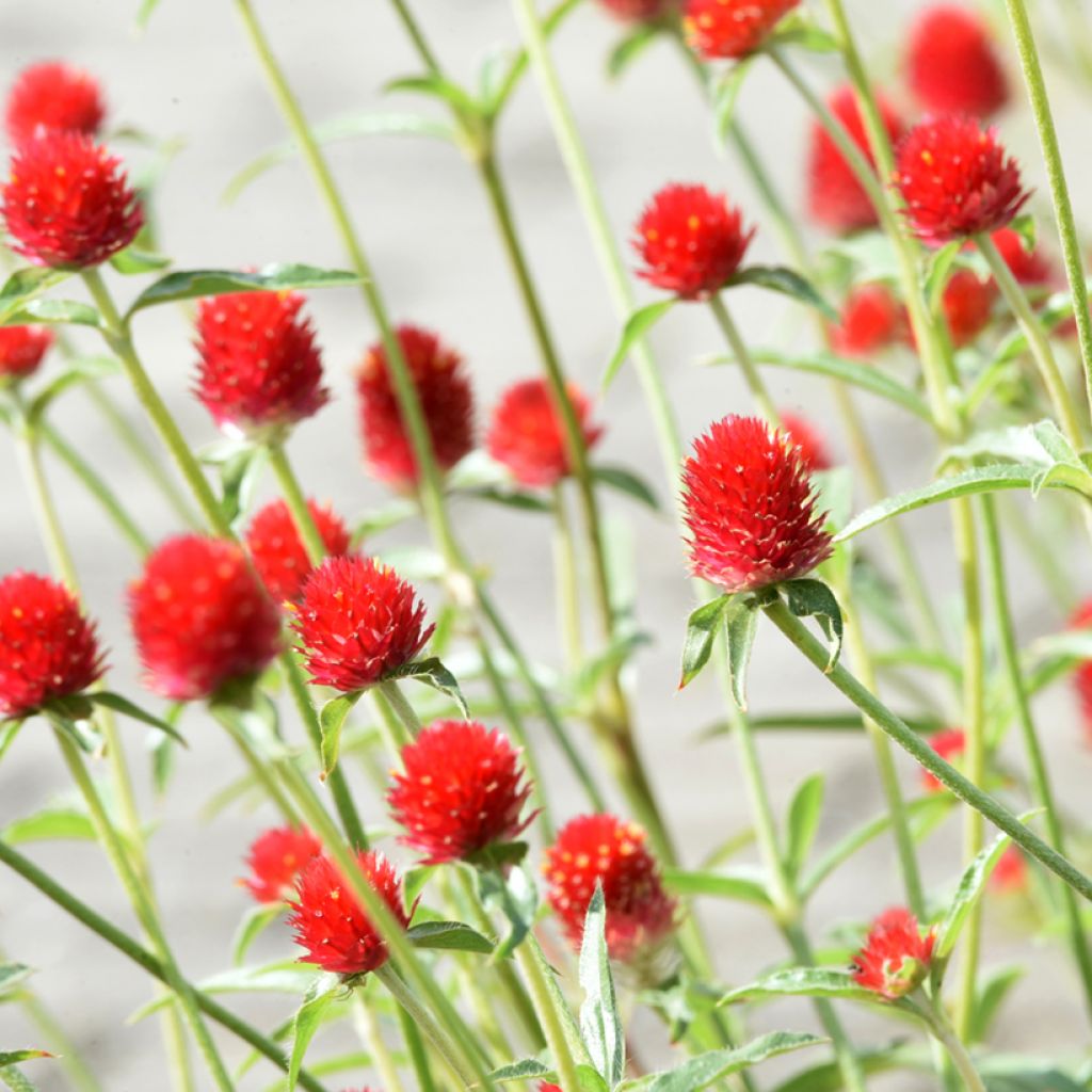 Graines d'Amarantine Strawberry Fields - Gomphrena haageana