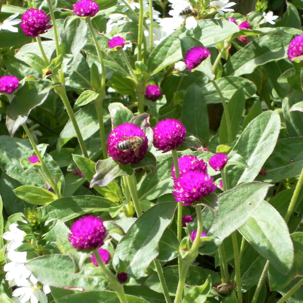 Graines d'Amarantine globuleuse Purple - Gomphrena globosa