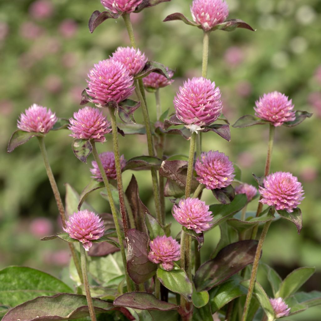 Graines d'Amarantine globuleuse Salmon Pastel - Gomphrena globosa