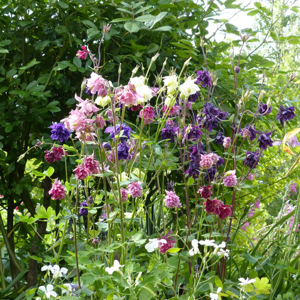 Graines d'Ancolie des jardins double Granny’s Bonnets - Aquilegia vulgaris Plena