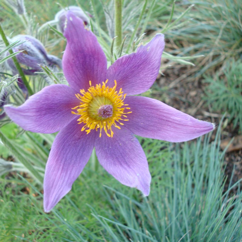 Graines d'Anémone pulsatille violette - Pulsatilla vulgaris