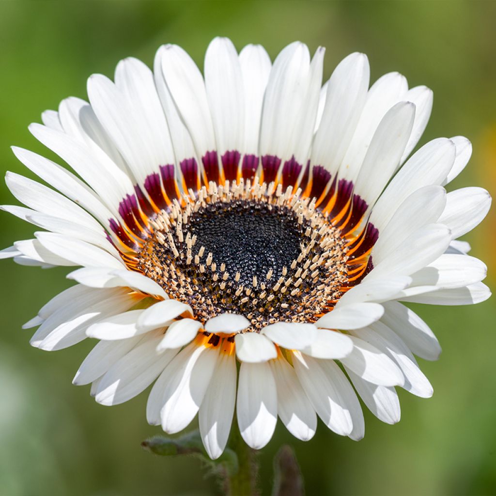 Graines d'Arctotis Black and WHite - Venidium fastuosum