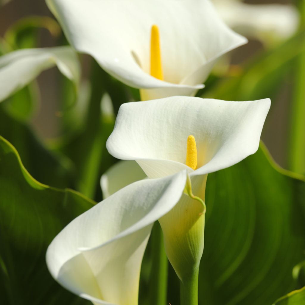 Graines d'Arum Lily  (Zantedeschia) - Arum d'Ethiopie