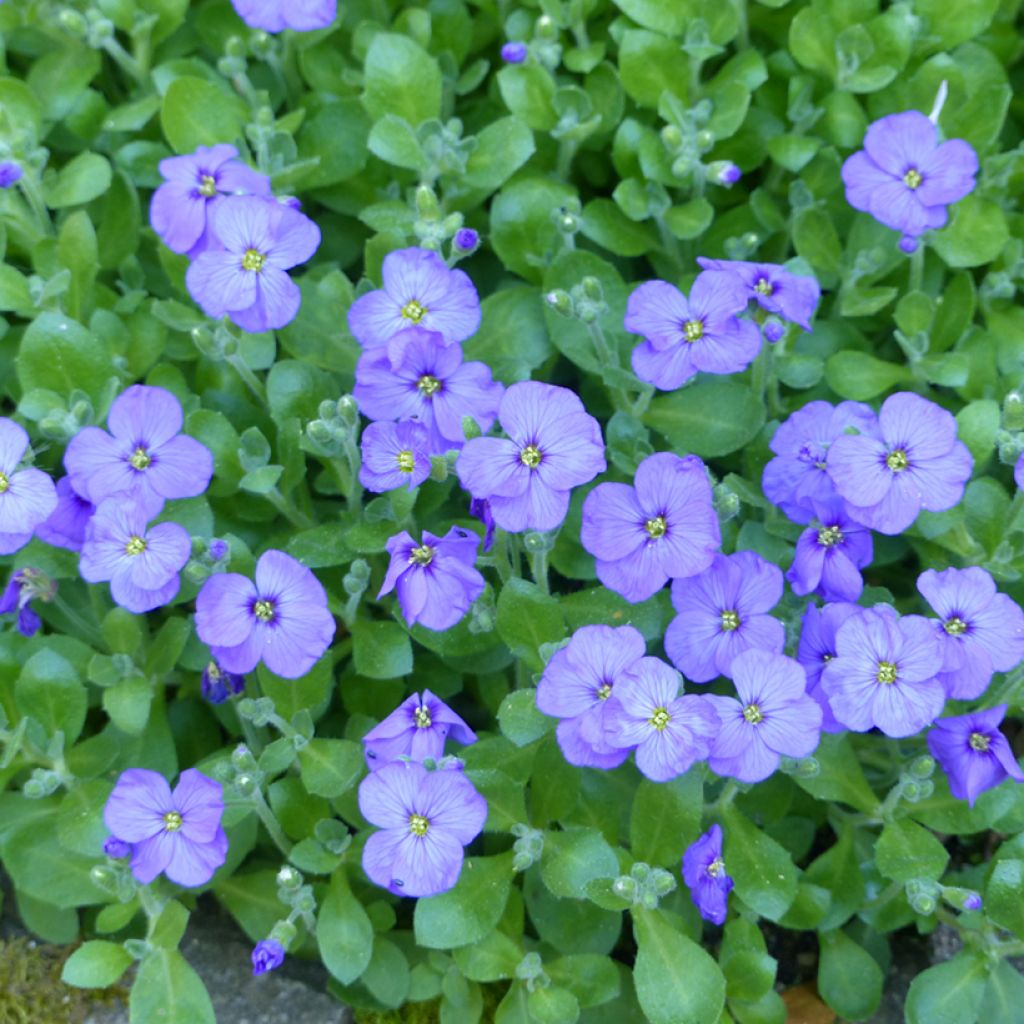 Graines d'Aubriète Royal Blue